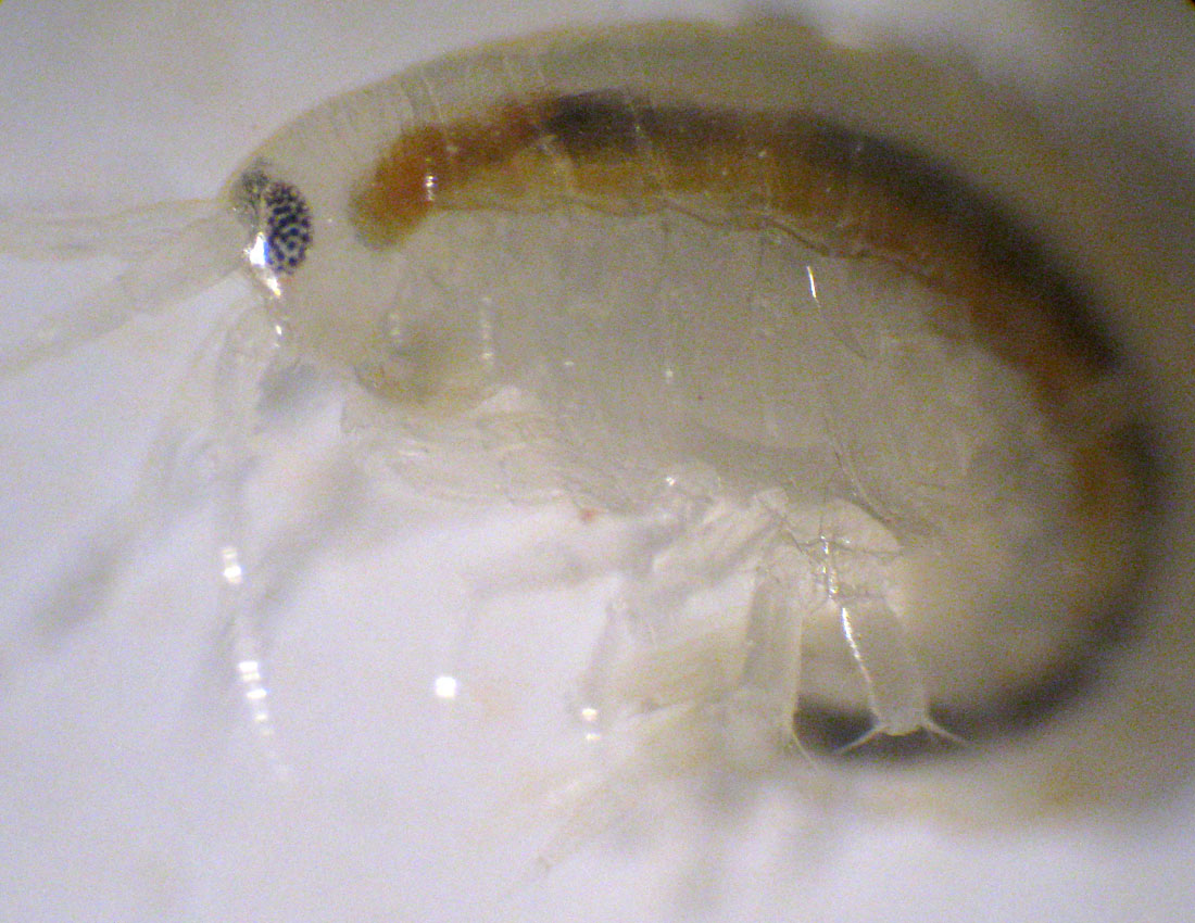 Gammarus sp